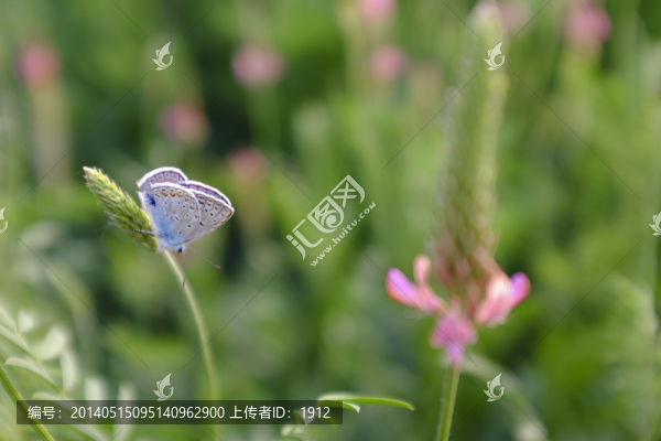 蝴蝶,紅豆草