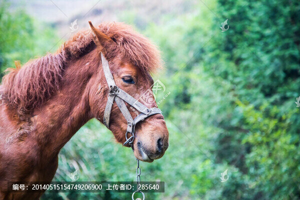 馬