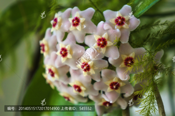 秋蘭花