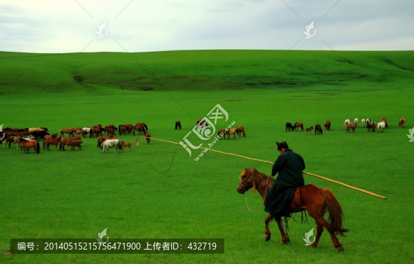 草原牧馬圖,馬群