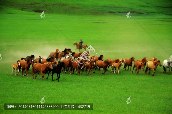 草原牧馬,馬群