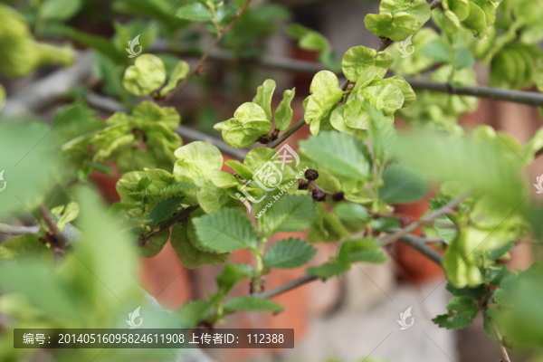 榆樹,榆錢,榆樹葉,綠色,樹葉