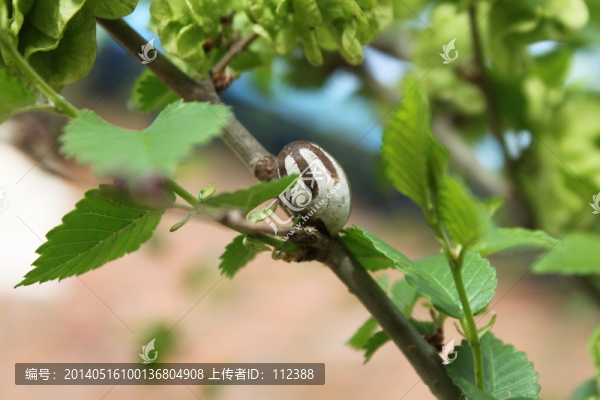 榆樹,榆錢,蟲罐