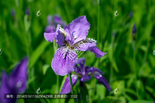 鳶尾花