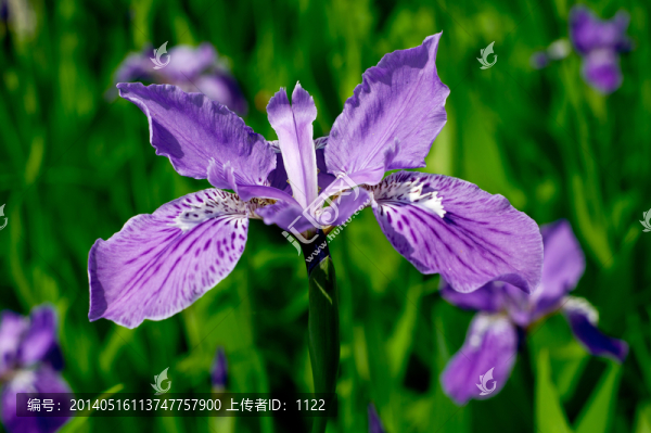 鳶尾花