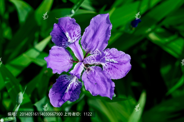 鳶尾花