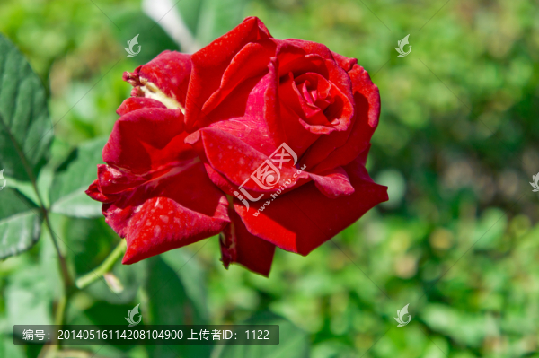 月季花