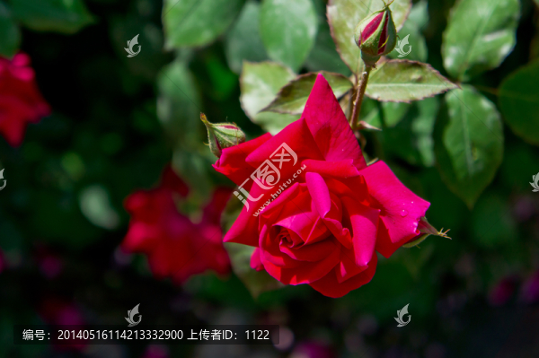 月季花