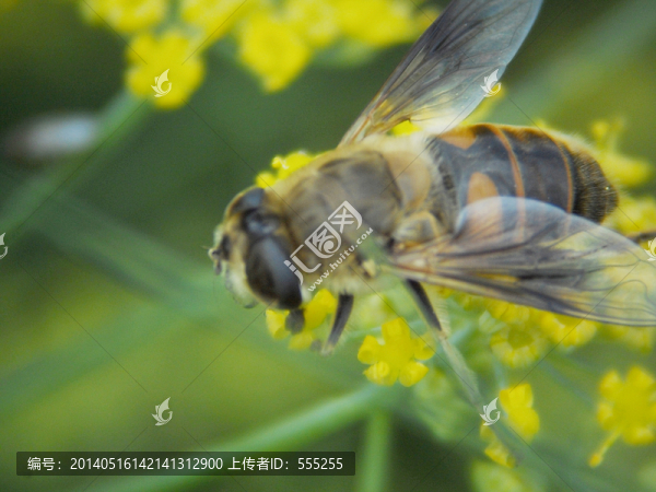 蜜蜂