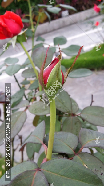 紅玫瑰花芯