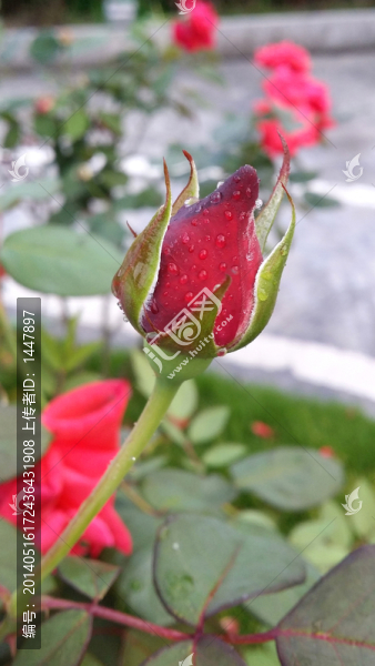 紅玫瑰花芯