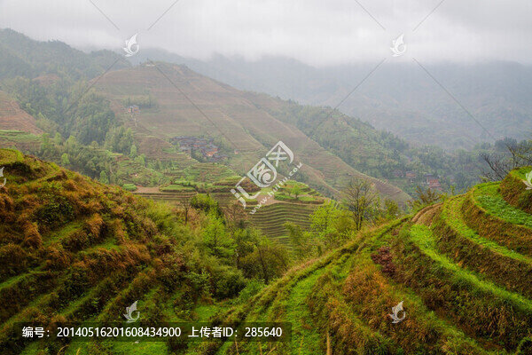 龍脊梯田