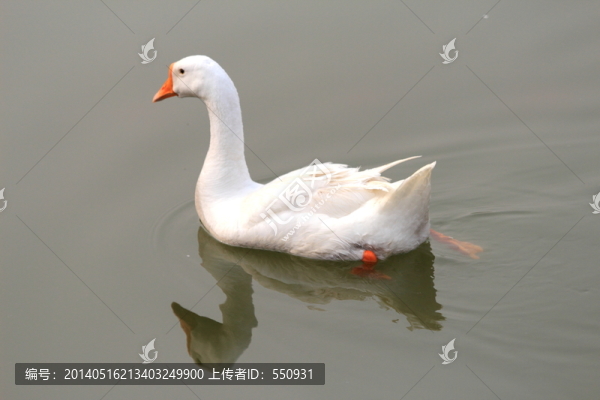 鵝