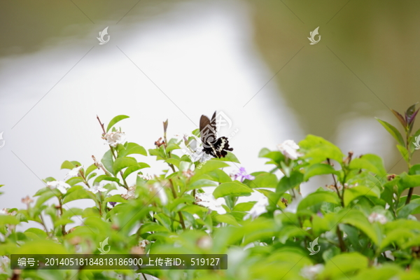 蝴蝶