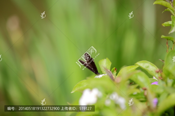 蝴蝶