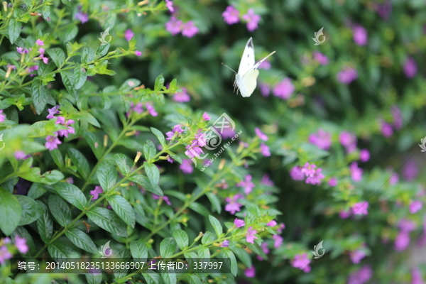 蝶戀花