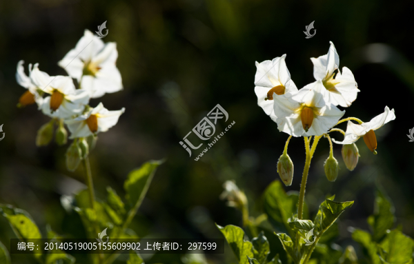 永靖徐頂
