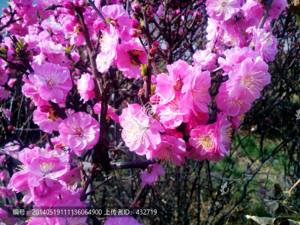 榆葉梅花,花枝,花蕾