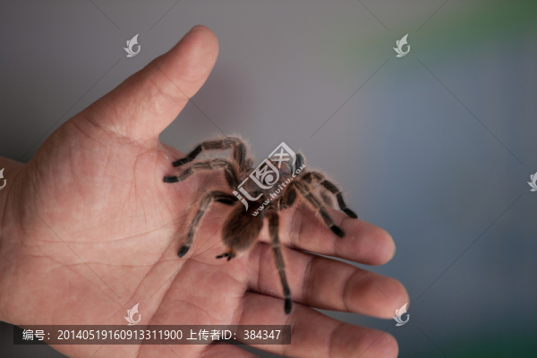 火玫瑰蜘蛛