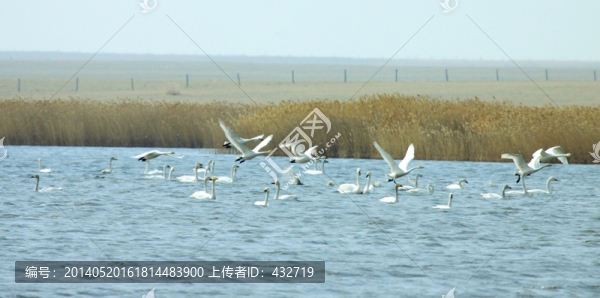 天鵝,濕地,蘆葦,起飛