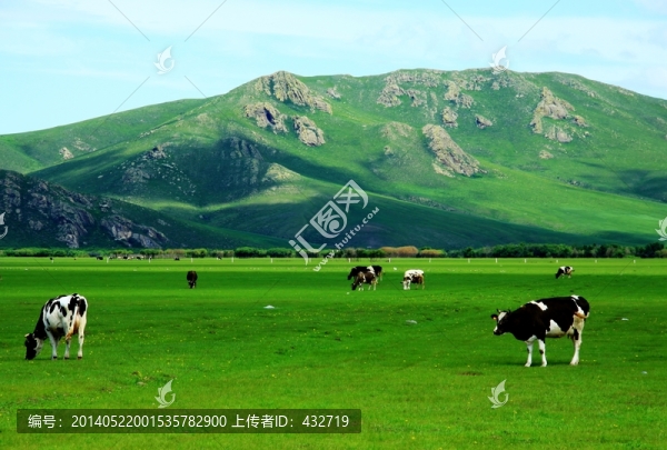 呼倫貝爾草原,牛群,牧場(chǎng)