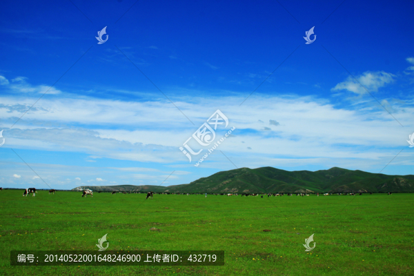 呼倫貝爾草原,藍(lán)天,牛群