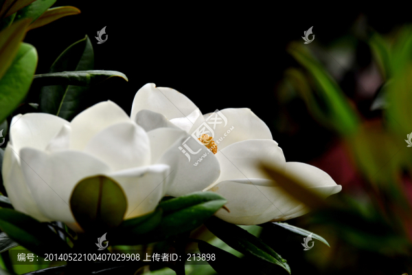 花