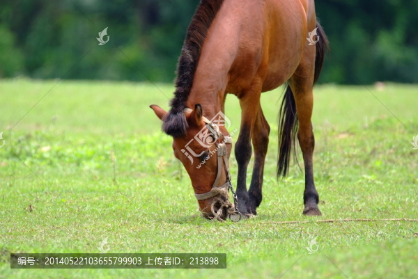 吃草的馬