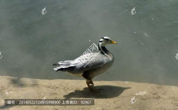 灰雁