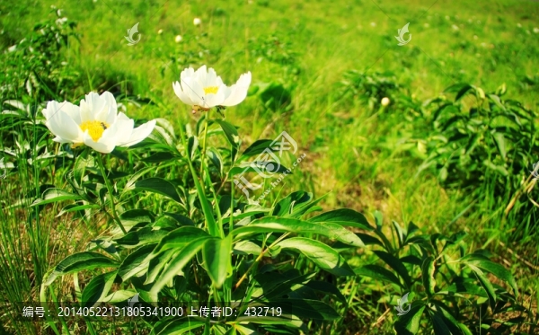 野生芍藥花