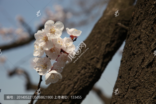 杏花