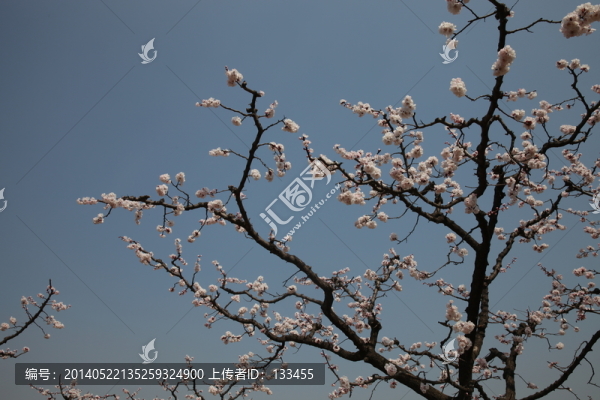 杏花