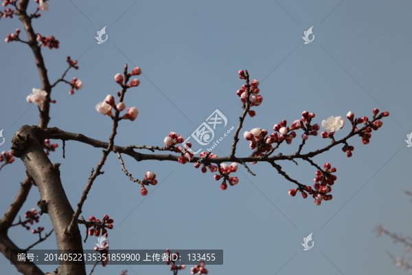 杏花
