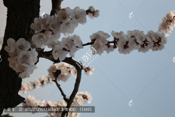 杏花