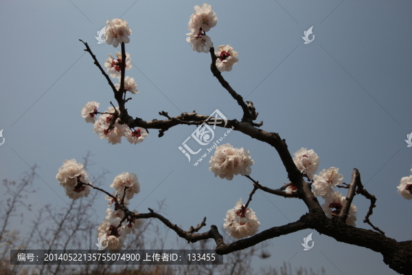 杏花