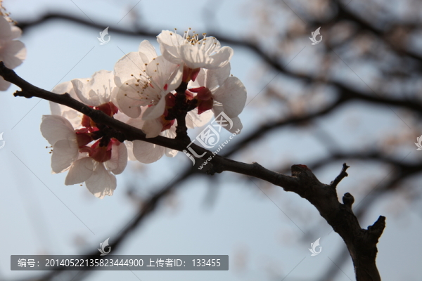 杏花