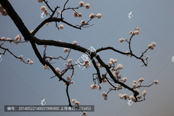 杏花