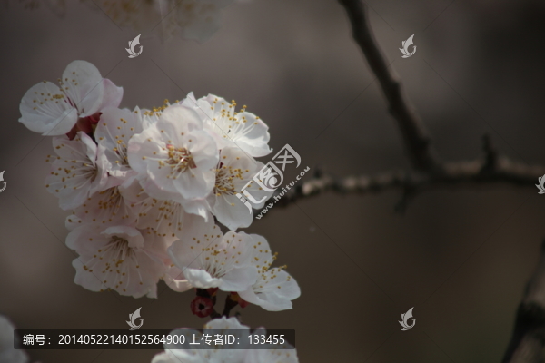 杏花