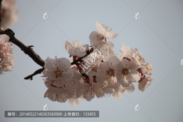 杏花