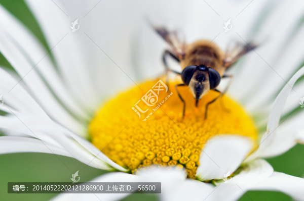蜜蜂