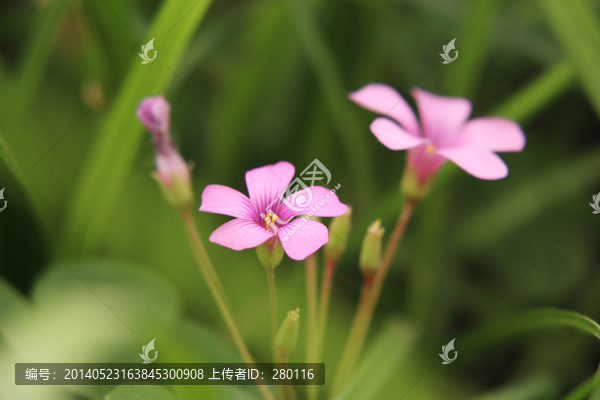 小紅花