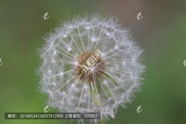 蒲公英