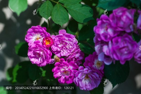 薔薇花