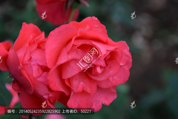 月季