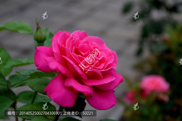 月季