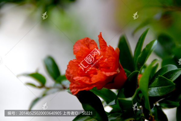 石榴花