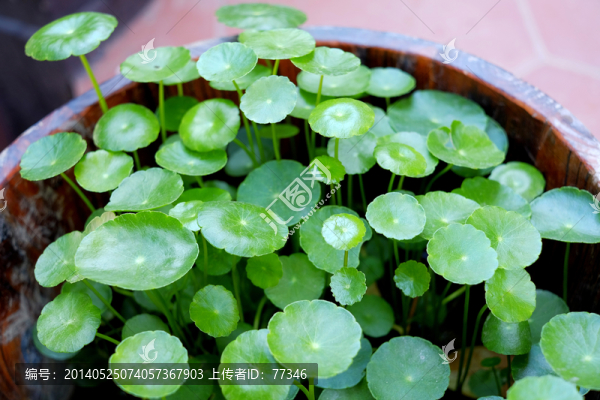 銅錢草