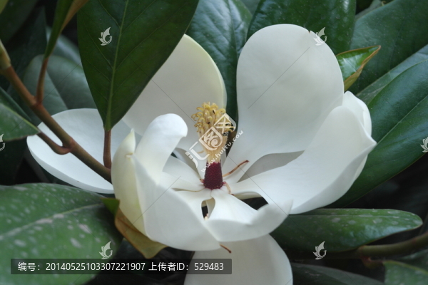 橡樹開花