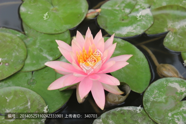 睡蓮