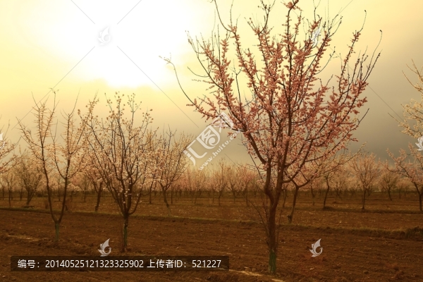 春天的杏花園